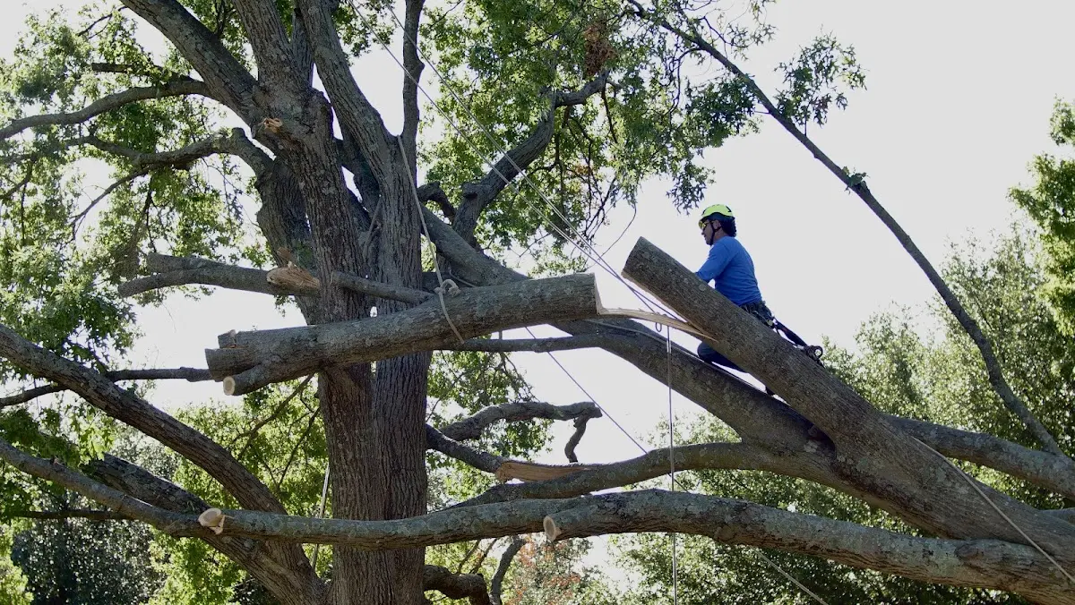 Professional Crown Thinning performed by certified arborists in Monument Beach